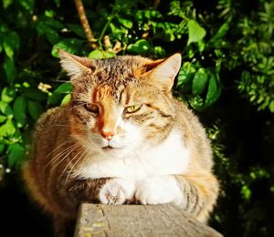 Close-up portrait of cat by plant