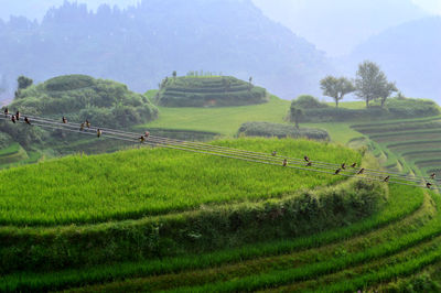 Scenic view of agricultural field against sky