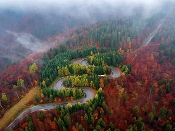 High angle view of trees in forest during foggy weather