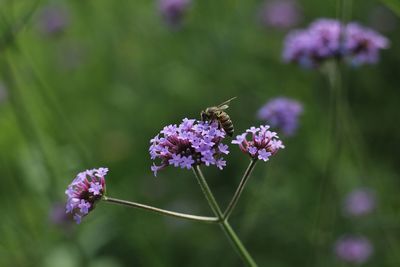 Close-up of butterfly pollinating on purple flower