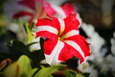 Close-up of red rose flower