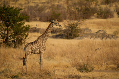 Giraffes on field