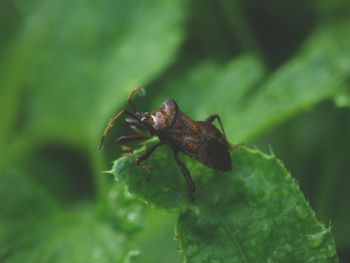 Close-up of insect on leaf