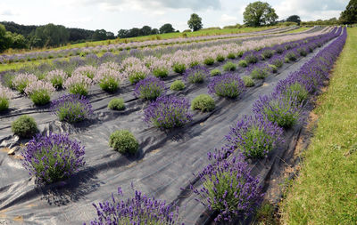 Purple flowering plants on field