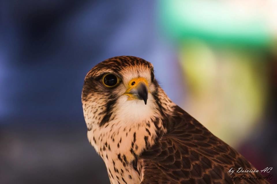 animal themes, bird, one animal, animals in the wild, wildlife, focus on foreground, beak, close-up, bird of prey, looking away, nature, side view, animal head, perching, outdoors, day, no people, owl, portrait, beauty in nature