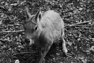 High angle view of rabbit on field