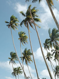 Palm trees swaying in the wind against blue sky