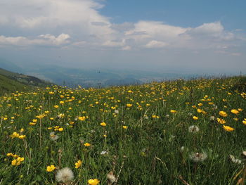 Yellow flowering plants on field against sky