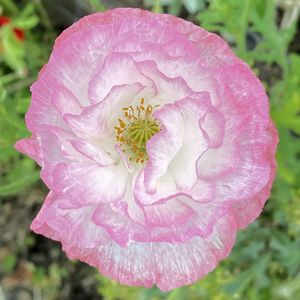 Close-up of pink rose flower