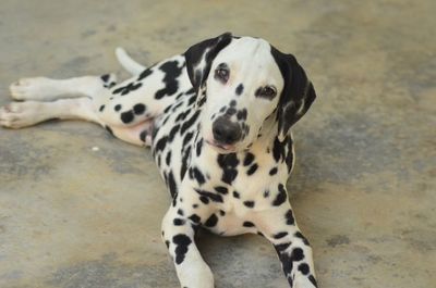 Portrait of a dog