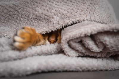 The nose and paw of a sleeping ginger cat sticking out from under the blanket.