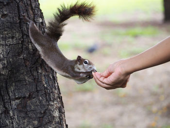 Cropped hand feeding squirrel on tree trunk