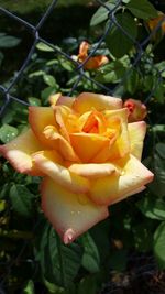 Close-up of water drops on flower