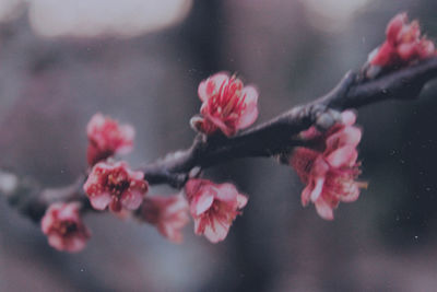 Close-up of pink flowers against blurred background