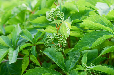 High angle view of leaves in plant