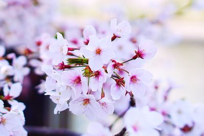 Close-up of pink cherry blossom