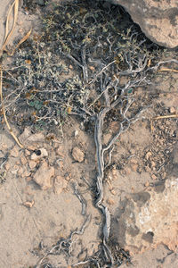 High angle view of rocks on field