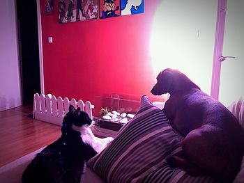 Dog lying on sofa at home