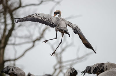 Crane dancing at lake hornborga