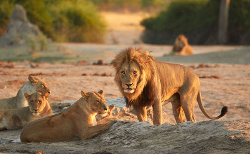 Pride of savuti lions, botswana