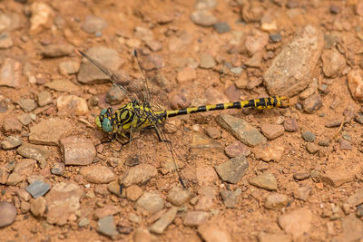 High angle view of insect on ground
