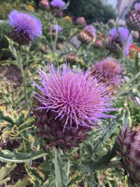 Close-up of thistle blooming on field