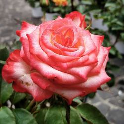 Close-up of red rose