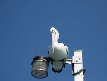 Low angle view of white seagull perching on blue sky