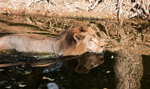 Lion drinking water in a lake