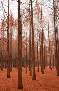 Trees in forest