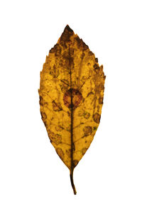 Close-up of yellow maple leaf against white background