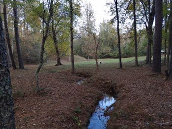 Scenic view of stream amidst trees in forest