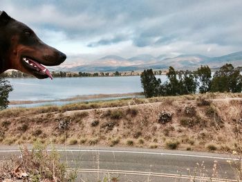 Dog on riverbank against sky