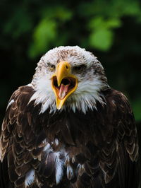 Close-up of eagle against blurred background