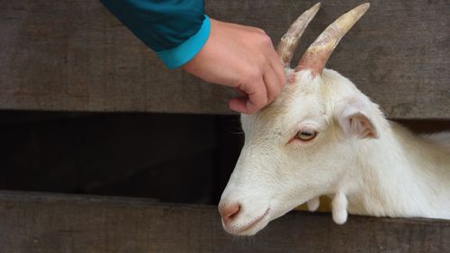 Cropped of hand stroking goat in pen