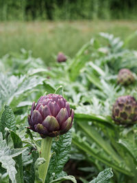 Close-up of blackberries growing on field