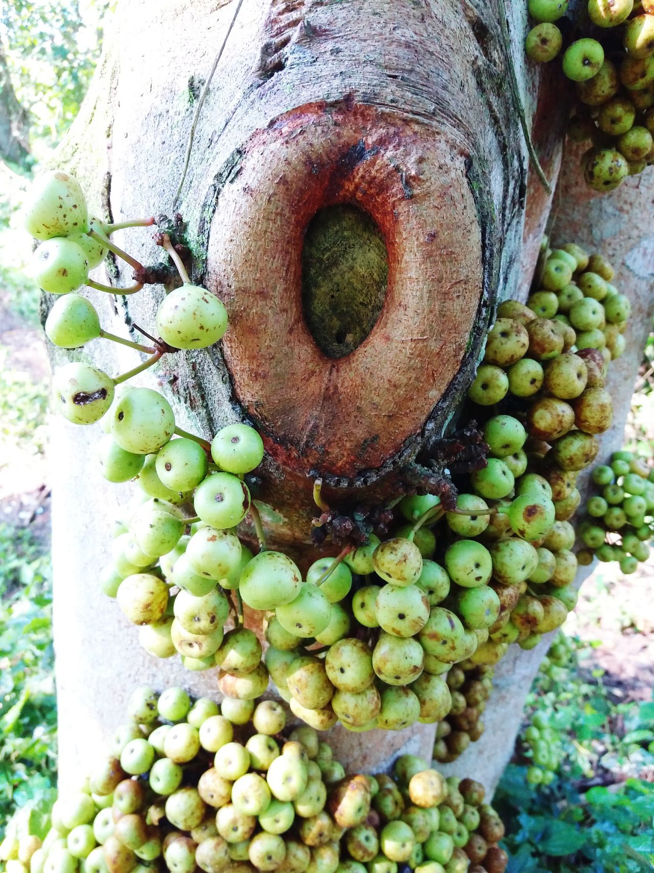 Trunk of fruits