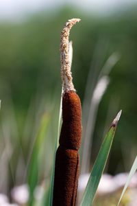 Close-up of plant against blurred background