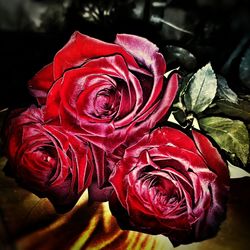 Close-up of red rose