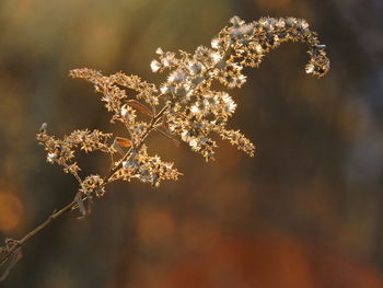 Close-up of frozen flowers on tree