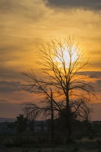 Silhouette bare tree on field against orange sky