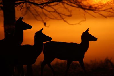 Silhouette horse standing on field against sky during sunset