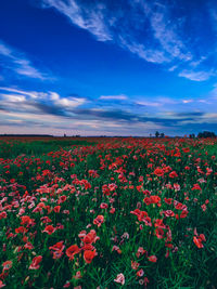 Scenic view of flowering plants on field against blue sky