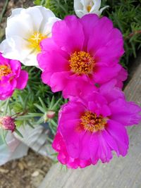 Close-up of pink flowers blooming outdoors