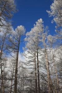 Low angle view of bare trees against blue sky