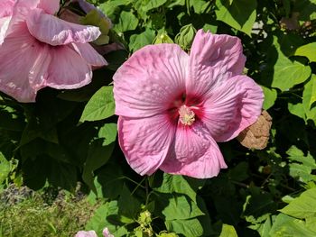 Close-up of pink hibiscus blooming outdoors