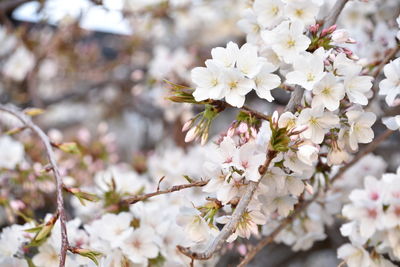 Close-up of white cherry blossoms in spring