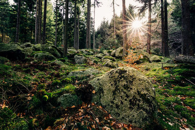 Trees growing in forest