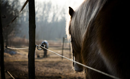 Close-up of horse