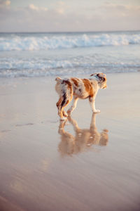 Dog on beach